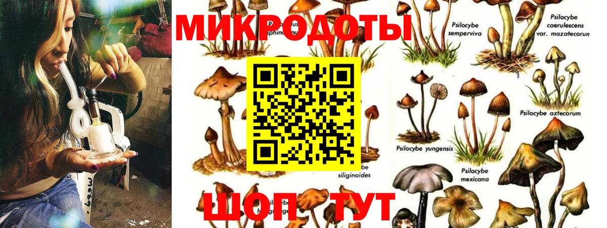 Псилоцибиновые грибы Psilocybe Бузулук